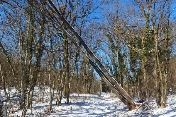 Baum auf Stromleitung