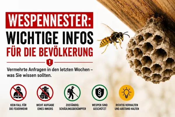Vermehrte Anfragen zu Wespennestern